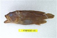 藏品(橫紋九刺鮨)的圖片